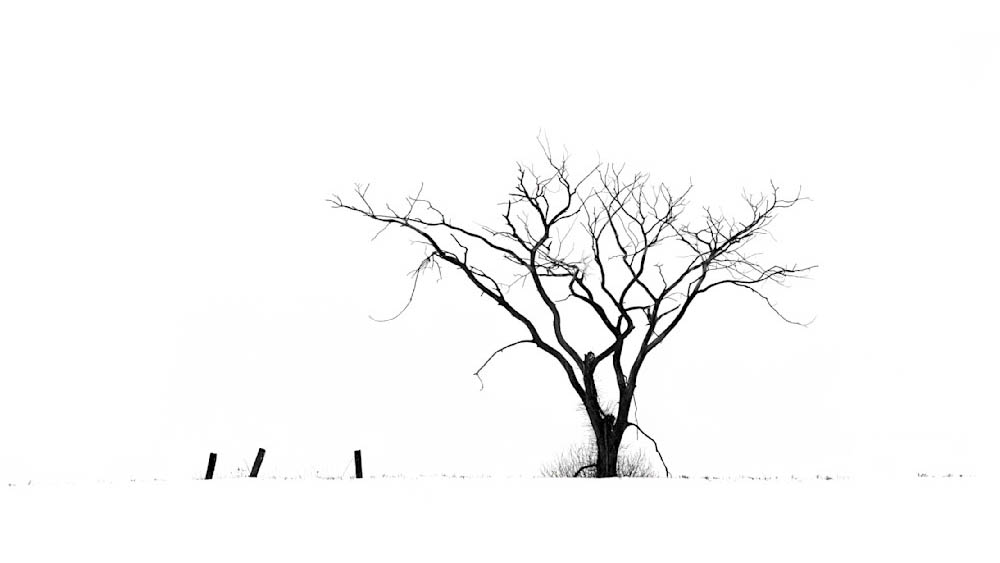 Artist rendering of a tree.