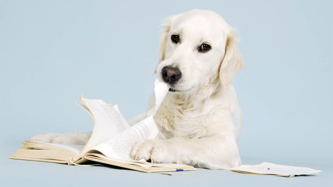 A dog chewing pages out of a book.