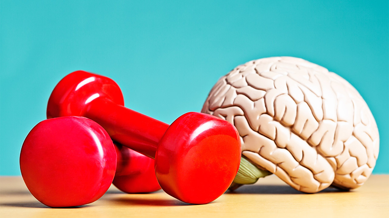 Stock image of hand weights beside a model brain.